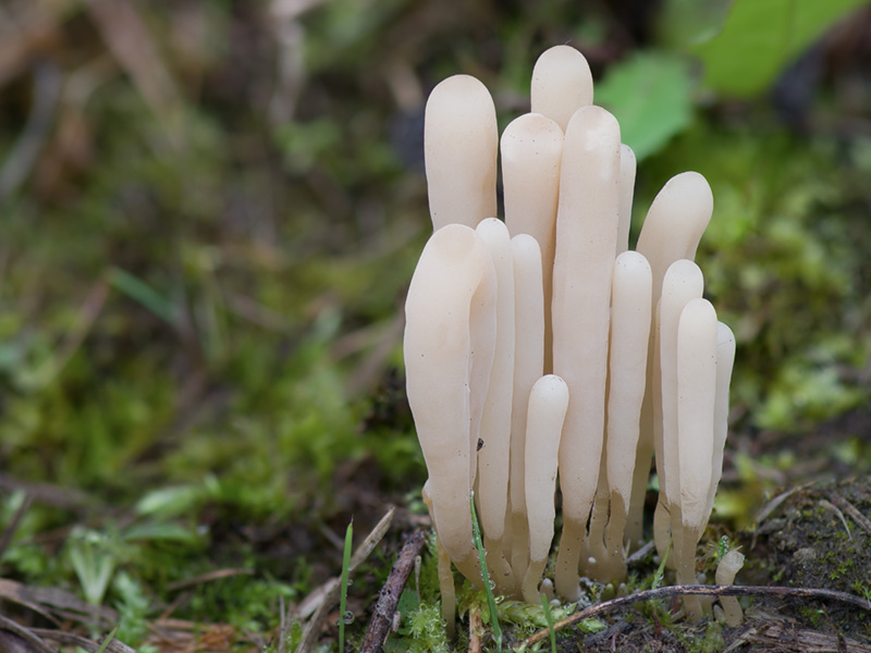 Clavaria falcata Clavaria falcata